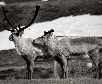 Reindeer at Sólbakki