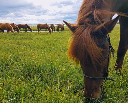 Horse Tracking